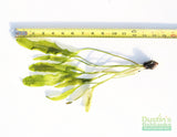 Madagascar Lace Plant (Aponogeton madagascariensis)