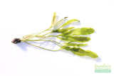 Madagascar Lace Plant (Aponogeton madagascariensis)