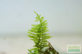 Spiky Moss-  Selaginella Rupestris Aquarium Moss For Sale. Aquarium Plant For Sale. Moss in an aquarium close up