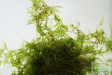 Spiky Moss-  Selaginella Rupestris Aquarium Moss For Sale. Aquarium Plant For Sale. Moss in an aquarium close up