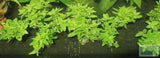 Stauro_Staurogyne Repens_Regular rugged foreground plant_aquarium plant_Aquarium plants for sale