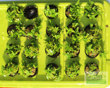 Staurogyne Repens (Regular rugged Foreground plant)