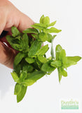 Staurogyne Repens (Regular rugged Foreground plant)