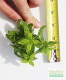 Stauro_Staurogyne Repens_Regular rugged foreground plant_aquarium plant_Aquarium plants for sale