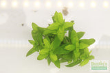Staurogyne Repens (Regular rugged Foreground plant)