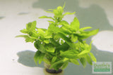 Staurogyne Repens (Regular rugged Foreground plant)