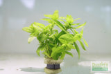 Staurogyne Repens (Regular rugged Foreground plant)
