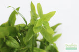 Staurogyne Repens (Regular rugged Foreground plant)