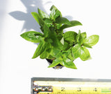 Stauro_Staurogyne Repens_Regular rugged foreground plant_aquarium plant_Aquarium plants for sale