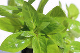 Stauro_Staurogyne Repens_Regular rugged foreground plant_aquarium plant_Aquarium plants for sale