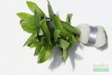 Stauro_Staurogyne Repens_Regular rugged foreground plant_aquarium plant_Aquarium plants for sale