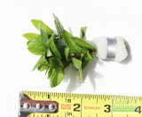 Stauro_Staurogyne Repens_Regular rugged foreground plant_aquarium plant_Aquarium plants for sale