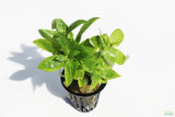 Stauro_Staurogyne Repens_Regular rugged foreground plant_aquarium plant_Aquarium plants for sale