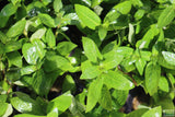 Stauro_Staurogyne Repens_Regular rugged foreground plant_aquarium plant_Aquarium plants for sale