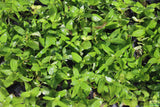 Stauro_Staurogyne Repens_Regular rugged foreground plant_aquarium plant_Aquarium plants for sale