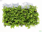 Stauro_Staurogyne Repens_Regular rugged foreground plant_aquarium plant_Aquarium plants for sale