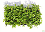 Stauro_Staurogyne Repens_Regular rugged foreground plant_aquarium plant_Aquarium plants for sale