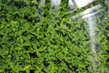 Stauro_Staurogyne Repens_Regular rugged foreground plant_aquarium plant_Aquarium plants for sale