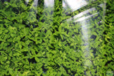 Staurogyne Repens (Regular rugged Foreground plant)