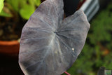 Taro Plants 