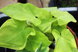 Taro Plants 