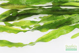 Val Asiatica Biwaensis_vallisneria_Aquarium plant for sale_aquarium plants for sale