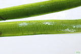 Vallisneria "Jungle Val"  EASY Background Aquarium Plant