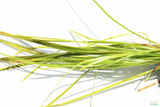 Vallisneria Nana_Aquarium Plant For Sale