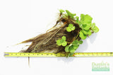 Water Lettuce