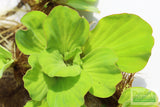 Water Lettuce