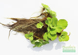 Water Lettuce