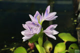 Water Hyacinth