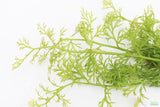 Water Sprite_Ceratopteris Thalicroides_Mega Hardy Plant_Aquarium Plants For sale_Aquarium Plant