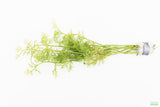 Water Sprite_Ceratopteris Thalicroides_Mega Hardy Plant_Aquarium Plants For sale_Aquarium Plant