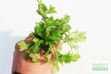 Water Wisteria The Hardiest Hygrophila_Hygrophila Difformis_Aquarium Plant_Aquarium Plants_Aquarium Plant For Sale