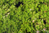 Water Wisteria The Hardiest Hygrophila_Hygrophila Difformis_Aquarium Plant_Aquarium Plants_Aquarium Plant For Sale
