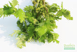 Water Wisteria The Hardiest Hygrophila_Hygrophila Difformis_Aquarium Plant_Aquarium Plants_Aquarium Plant For Sale