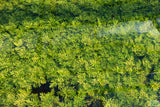 Water Wisteria The Hardiest Hygrophila_Hygrophila Difformis_Aquarium Plant_Aquarium Plants_Aquarium Plant For Sale