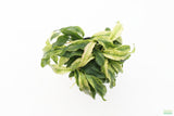 Anubias barteri var. glabra "pinto" hybrid aquarium plant for sale. The plant is on white. The leaves are long and skinny. This plant is special because of the variegated white and green leaves.
