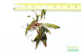 Crypt Undulata Red_Cryptocoryne_Aquarium Plant for sale