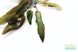 Crypt Undulata Red_Cryptocoryne_Aquarium Plant for sale