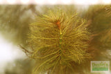 Myriophyllum Matogrossense Dark and Fluffy Aquarium Plant For Sale_ Aquarium Plants For Sale_Red Plants