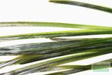 Vallisneria Spiralis Leopard (Easy Background Aquarium Plant) (Shorter and lighter color)