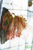 Ratala Wallichiii_Fluffy Red_Aquarium Plant For Sale_aquarium plants for sale