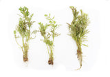 Water Wisteria The Hardiest Hygrophila_Hygrophila Difformis_Aquarium Plant_Aquarium Plants_Aquarium Plant For Sale