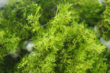 Water Sprite_Ceratopteris Thalicroides_Mega Hardy Plant_Aquarium Plants For sale_Aquarium Plant