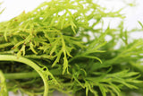 Water Sprite_Ceratopteris Thalicroides_Mega Hardy Plant_Aquarium Plants For sale_Aquarium Plant