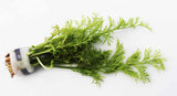 Water Sprite_Ceratopteris Thalicroides_Mega Hardy Plant_Aquarium Plants For sale_Aquarium Plant