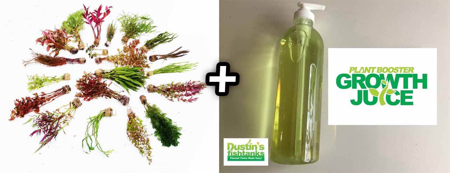 Our Best Selling “Beautiful Plants" Combo Get 4 plants for ONLY $24.95