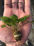 Crypt Wendtii Green_Cryptocoryne_Aquarium plants_aquarium plant for sale